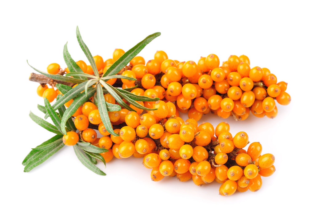 Sea buckthorn перевод. Облепиха. Облепиха вид сверху. Sea Buckthorn Элантра. Облепиха туман.